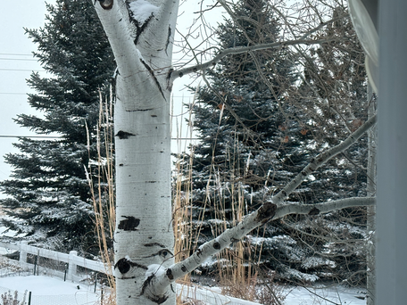 Winter Aspen 